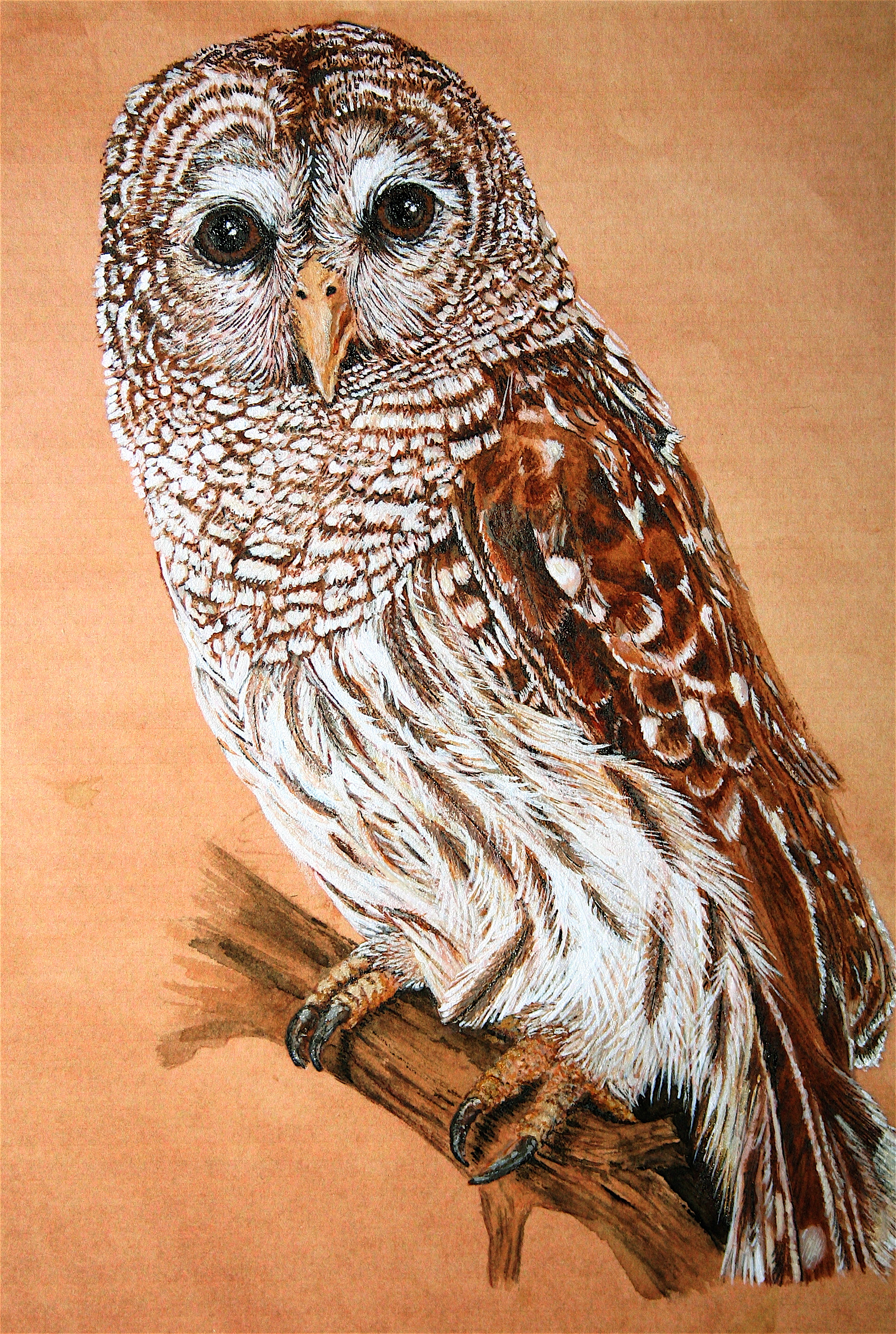 1989x2961 Barred Owl Dana Spring Parish - Barred Owl Painting