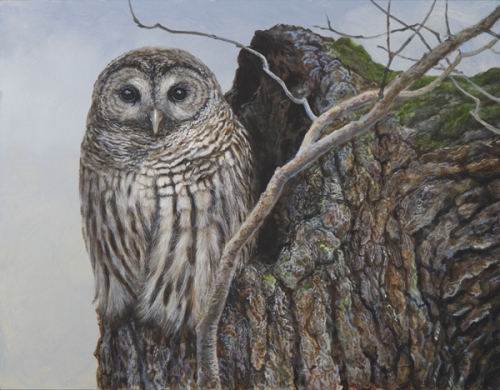 500x390 Barred Owl Painting Archives - Barred Owl Painting