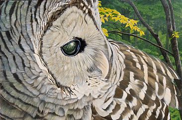 366x242 Barred Owl - Barred Owl Painting
