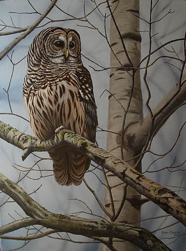 366x494 Barred Owl - Barred Owl Painting