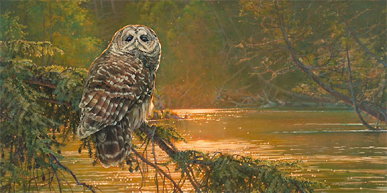 545x273 Barred Owl Bird Art By Bird Artist Kim Diment - Barred Owl Painting