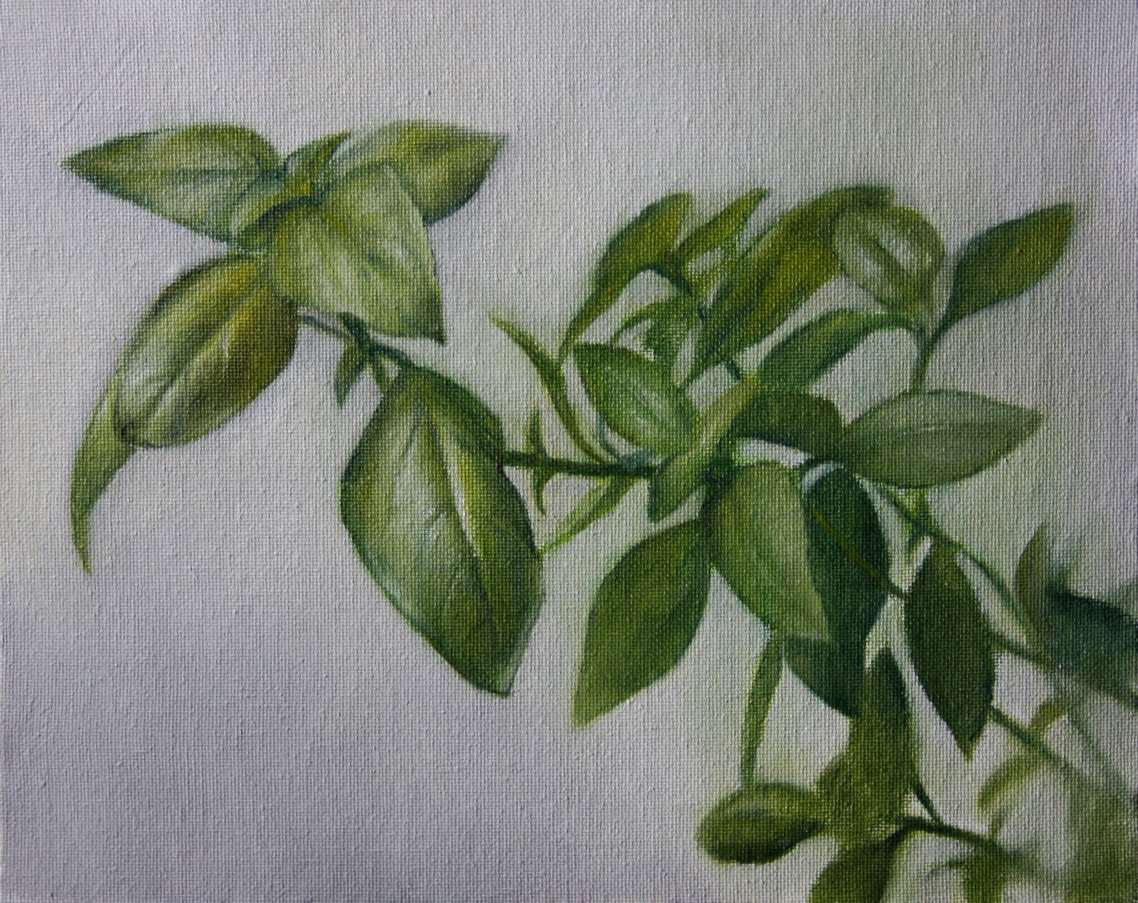 1600x1269 Drawings Amp Paintings By Jonathan Aller Basil 2 - Basil Painting