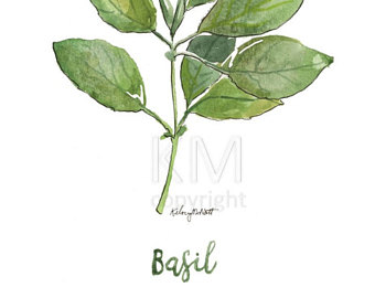 340x270 Hand Painted Watercolor Basil Herb Print - Basil Painting