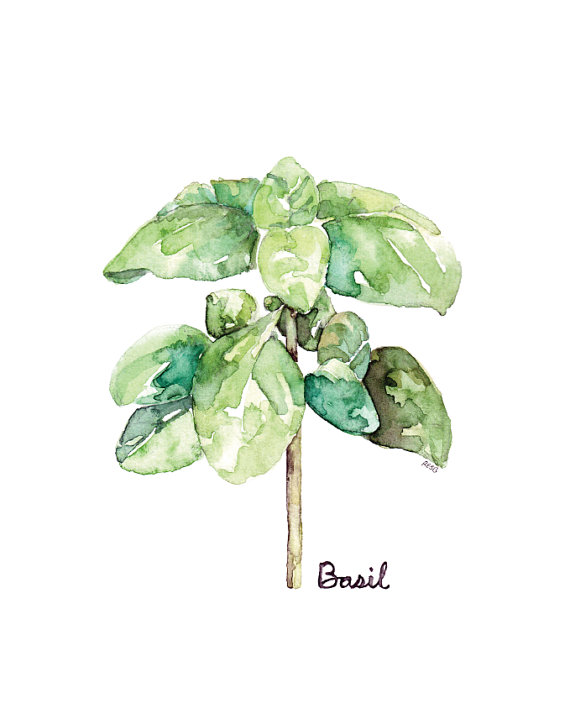 570x714 Basil Herb Painting - Basil Painting