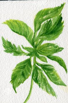 236x358 Cinnamon Basil Kitchen Art Original Watercolor Painting By - Basil Painting