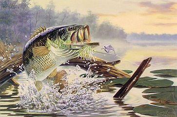 Bass Fish Painting At Paintingvalley Com Explore Collection Of