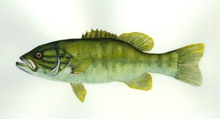 448x242 Fish Painting Of A Smallmouth Bass - Bass Fish Painting