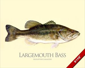 300x240 Largemouth Bass Fish Painting North American Fishing Art Real - Bass Fish Painting