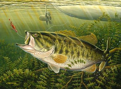 400x296 Paintings Of Large Mouth Bass Working The Weeds - Bass Fish Painting