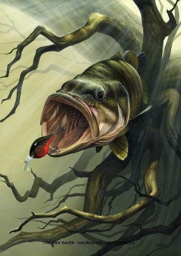 369x520 Bass Painting . Fishing Bass, Paintings And Fish - Bass Painting