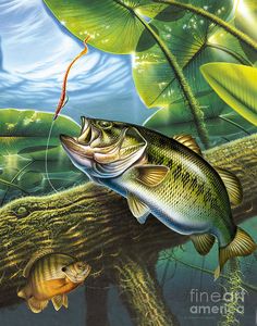236x300 Afbeeldingsresultaat Voor Bass Painting Artwork - Bass Painting