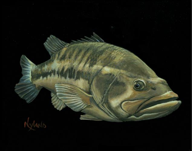 635x500 Largemouth Bass Fish Ve Series Fishing Art Painting By Nyland - Bass Painting