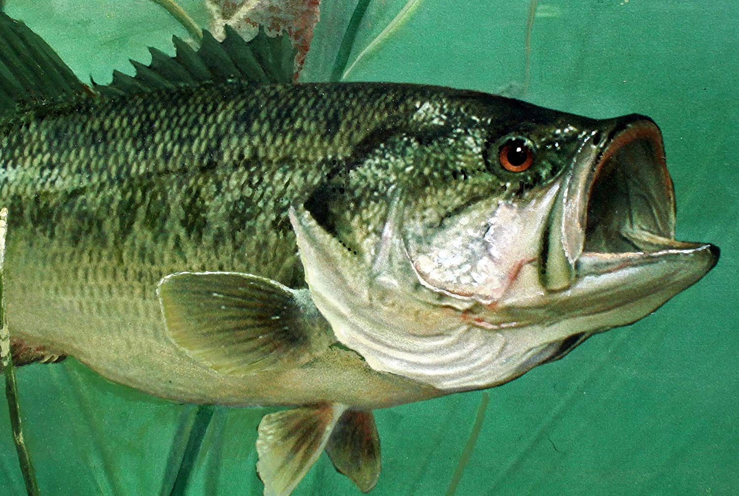 1500x1008 Largemouth Bass Original Acrylic Painting By Lawrence - Bass Painting