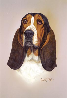 273x400 Basset Hound Head Study Print Rmdh9 - Basset Hound Painting