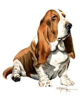 171x200 Stunning Basset Hound Artwork For Sale On Fine Art Prints - Basset Hound Painting