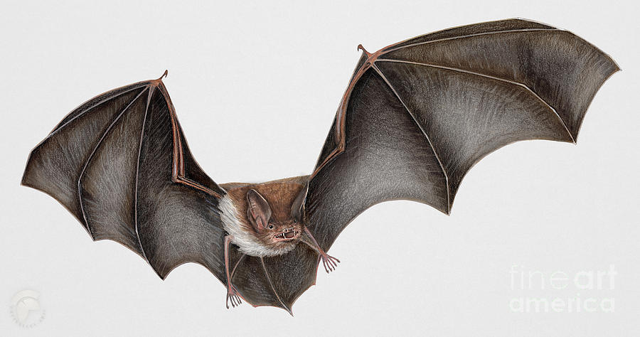 900x474 Daubentons Bat Myotis Daubentonii - Bat Painting