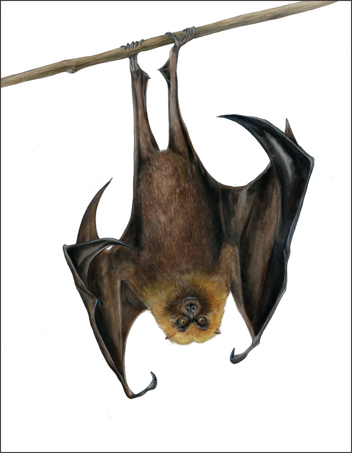 720x926 Painting Flying Fox Bat In Gouache And Graphite With Mindy - Bat Painting