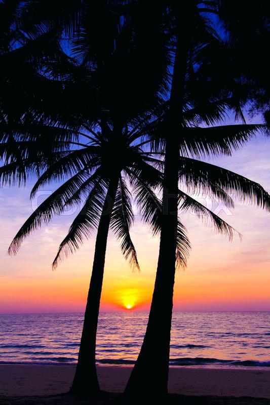 533x800 Landscape With Sunset Sunset Landscape Beach Sunset Palm Trees - Beach Silhouette Painting