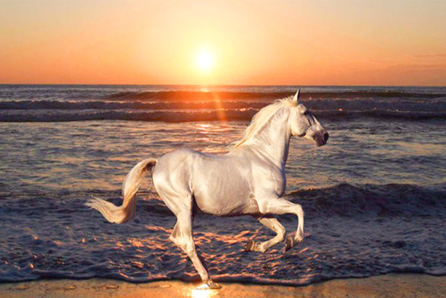 640x427 5d Diy Diamond Painting Beach Sunset White Horse Running - Beach Sunset Painting