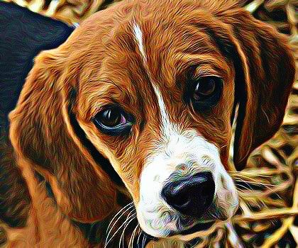 420x350 Dog Painting Beagle By Kootapup - Beagle Painting