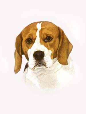 300x400 Dog Portraits - Beagle Painting