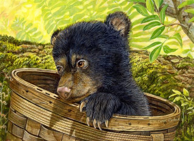 640x464 Carol Decker Wildlife Art Studio - Bear Cub Painting