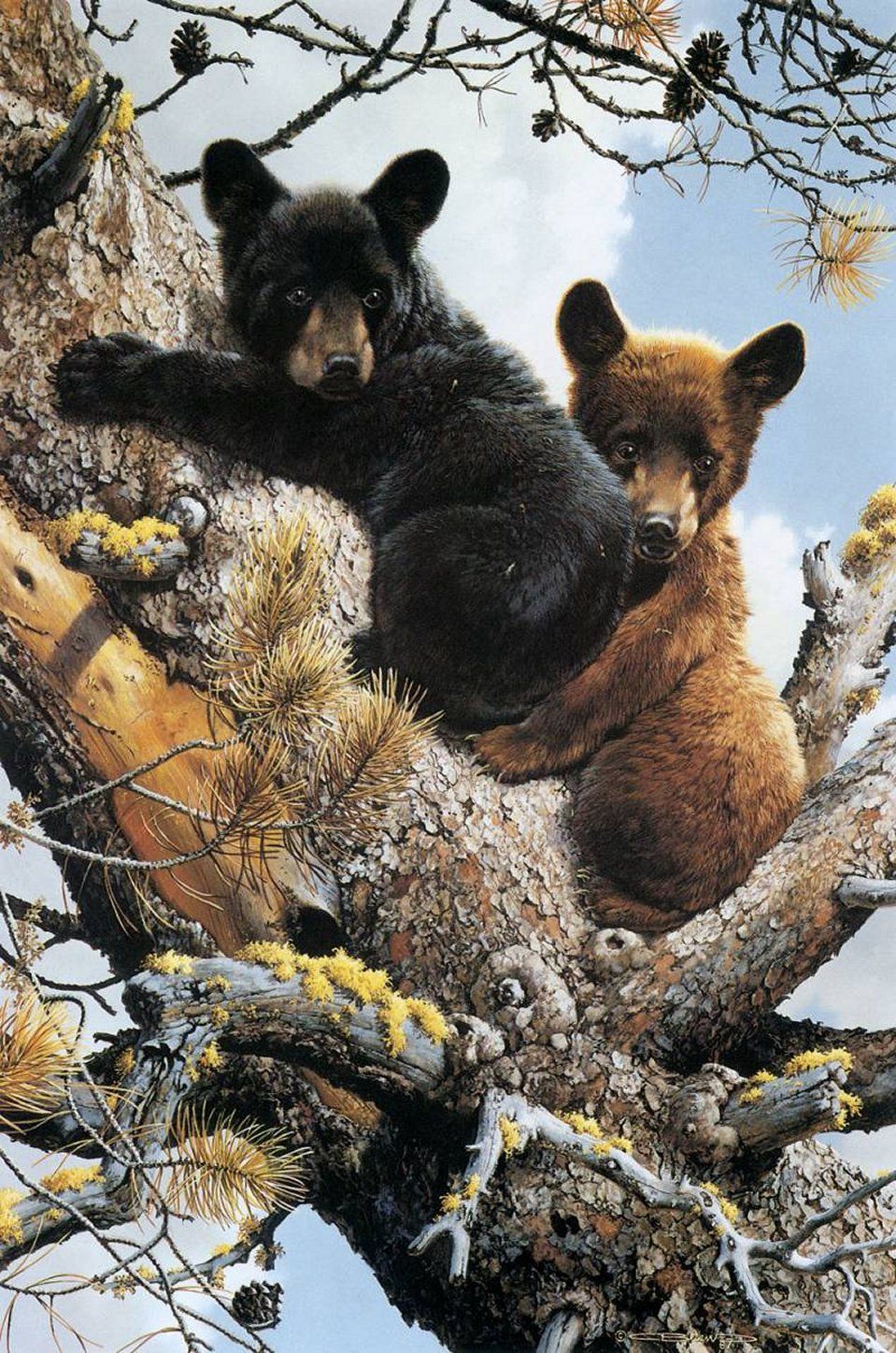 959x1447 Oursons Beaux Animaux Bears, Wildlife And Wildlife Art - Bear Cub Painting