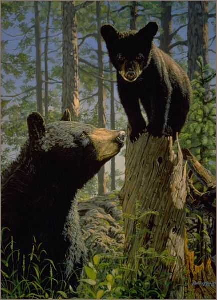 Bear Cub Painting At Explore Collection Of Bear