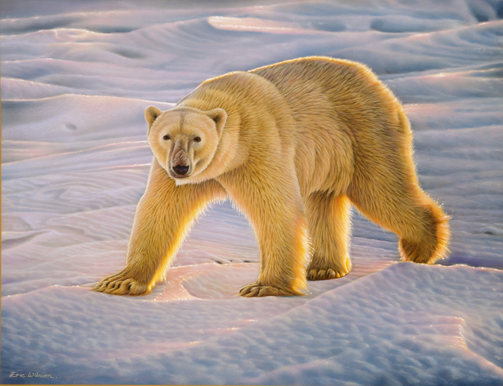 1000x767 Eric Wilson Wildlife Artist Polar Bear Paintings - Bear Painting Images