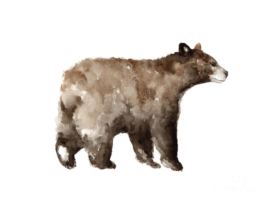 900x679 Bear Drawing Watercolor Painting Painting By Joanna Szmerdt - Bear Watercolor Painting