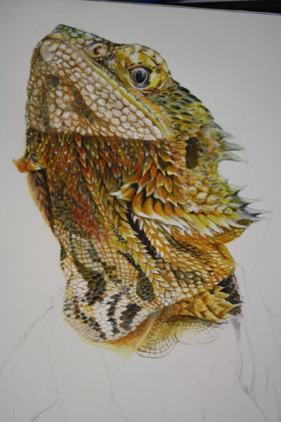 400x600 Bearded Dragon Wip By Lyrebirdjacki - Bearded Dragon Painting