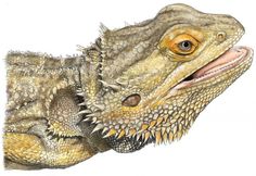 236x162 Bearded Dragon Painting Lizard Painting Reptile Painting - Bearded Dragon Painting