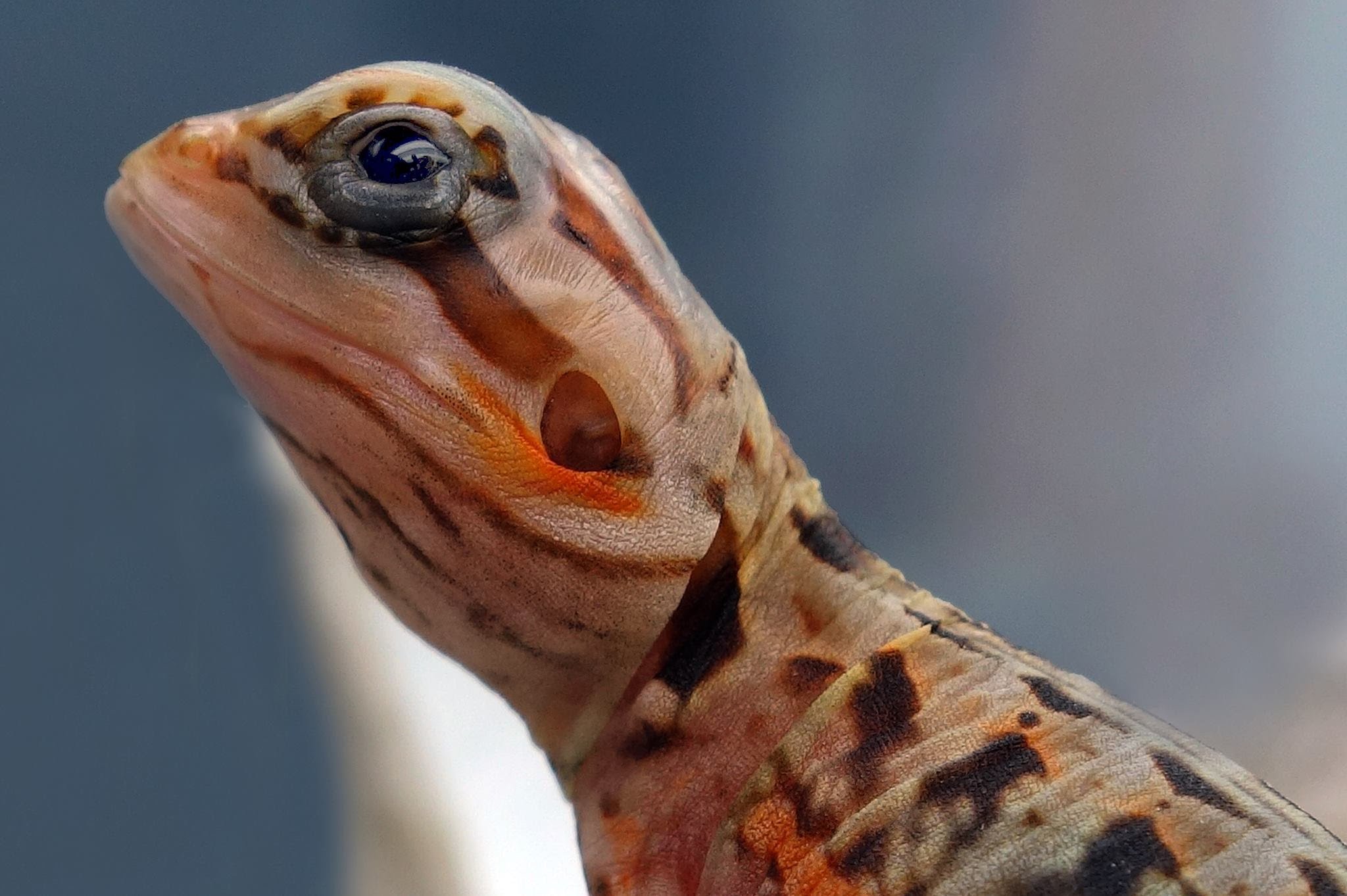 2048x1363 Spray Painting The New Bearded Dragon Space - Bearded Dragon Painting