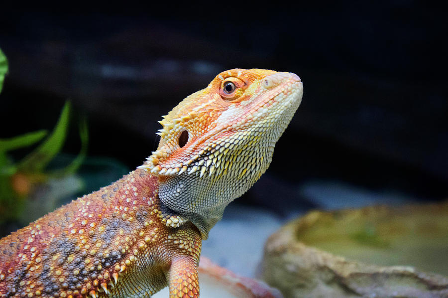 900x598 Lizard Bearded Dragon Painting By Adam Asar - Bearded Dragon Painting