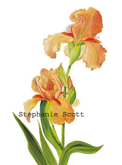 400x539 Coral Bearded Iris Floral Print By Stephanie Scott - Bearded Iris Painting