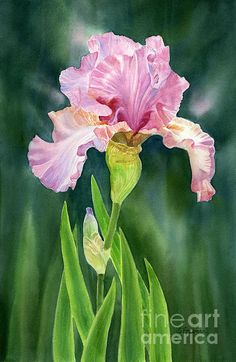 236x362 Daily Paintworks - Bearded Iris Painting