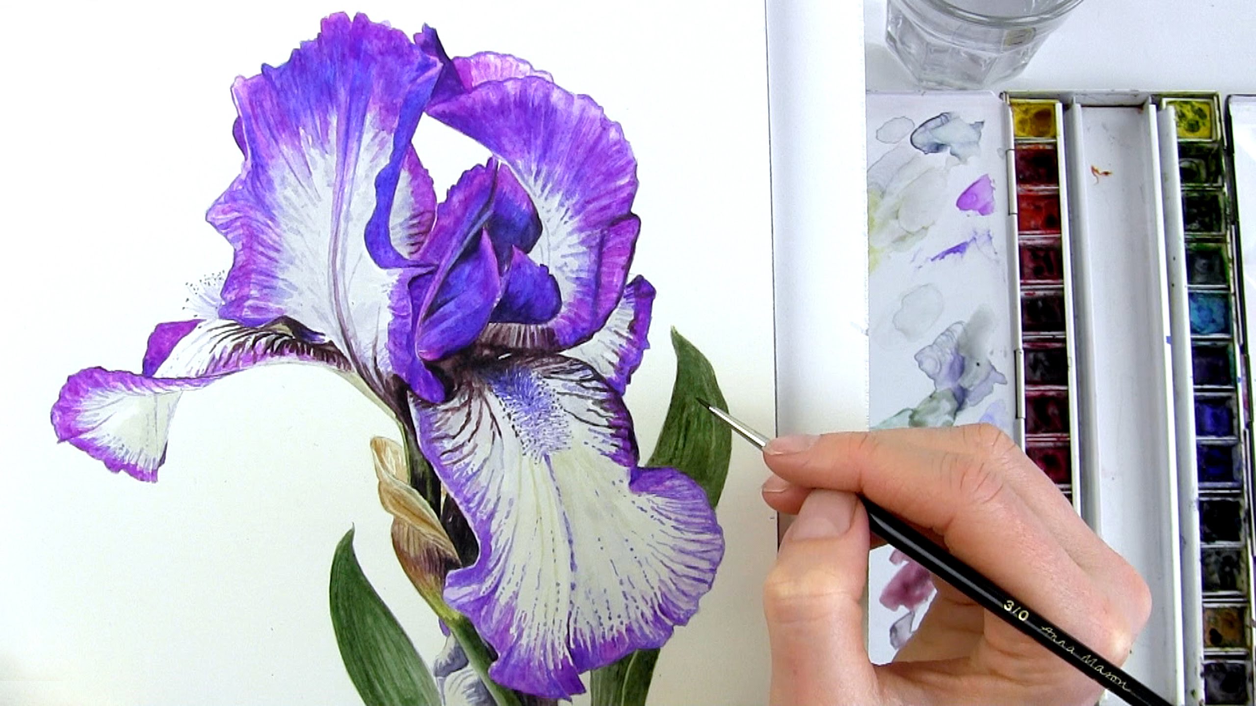 2560x1440 How To Paint Realistic Botanical Bearded Iris In Watercolour - Bearded Iris Painting