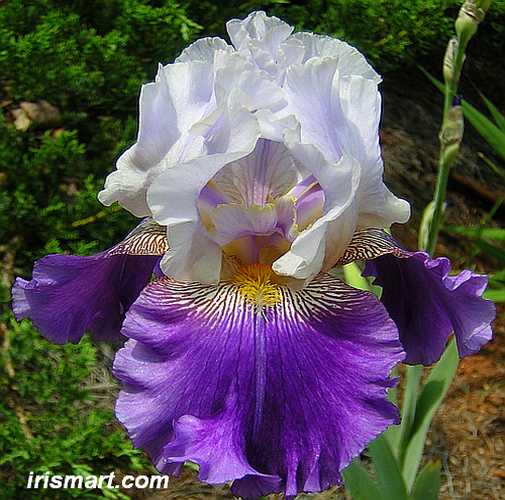 505x500 Painted Pictures Tall Bearded Iris - Bearded Iris Painting