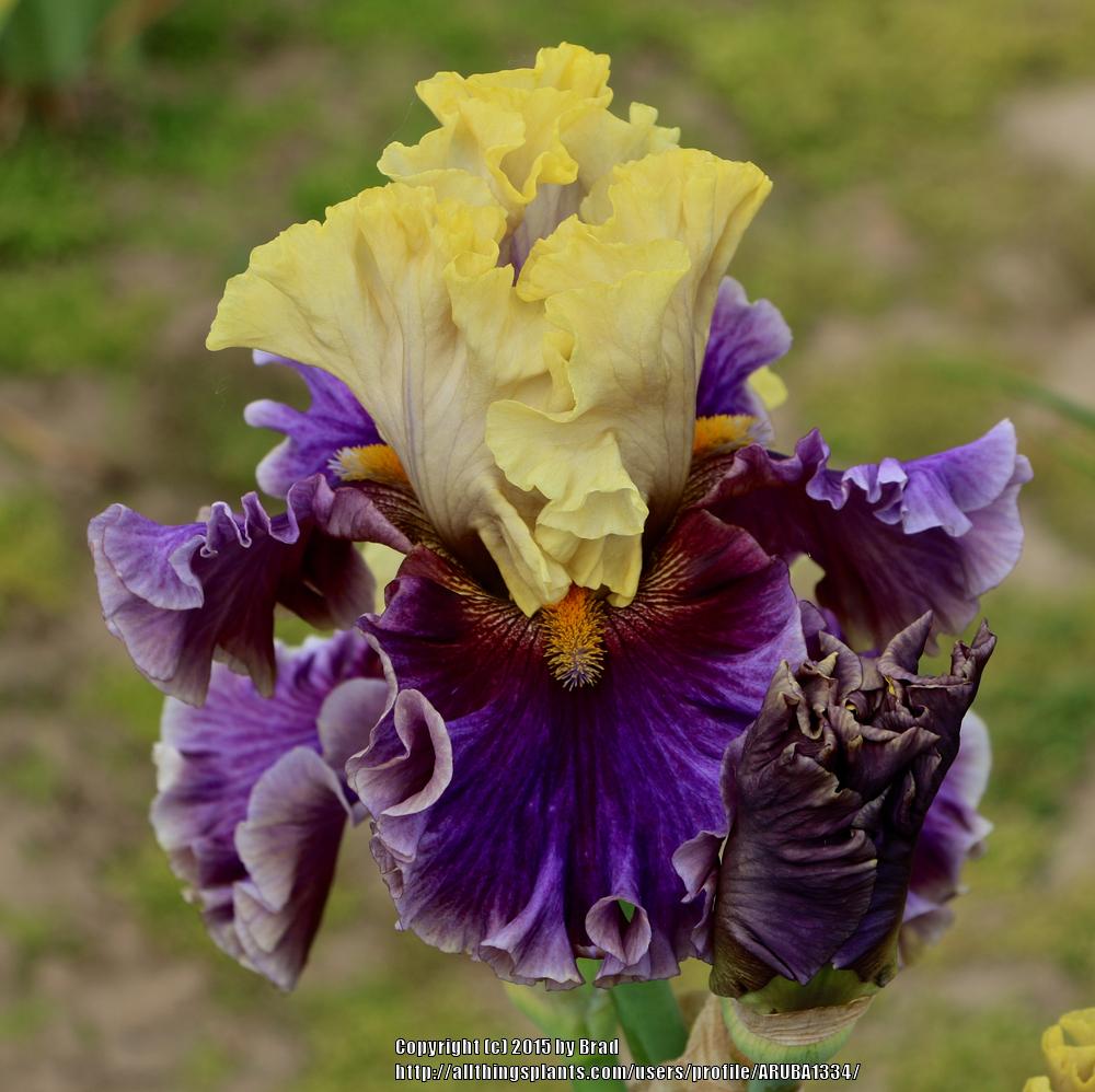 1000x998 Photo Of The Bloom Of Tall Bearded Iris (Iris - Bearded Iris Painting