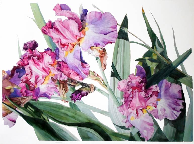 770x571 Saatchi Art Watercolor Of A Tall Bearded Iris I Call Iris Grace - Bearded Iris Painting
