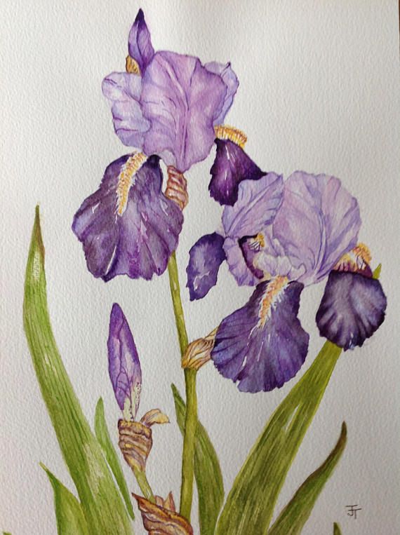 570x763 Watercolour Painting Purple Bearded Iris Watercolour Flowers - Bearded Iris Painting