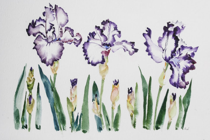 720x480 Bearded Irises Rosemary's Blog - Bearded Iris Painting