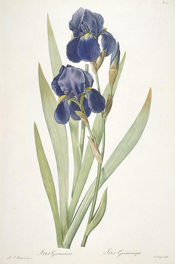 595x900 Bearded Iris Painting - Bearded Iris Painting