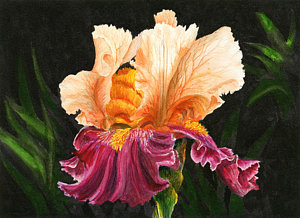 300x218 Bearded Iris Paintings Fine Art America - Bearded Iris Painting