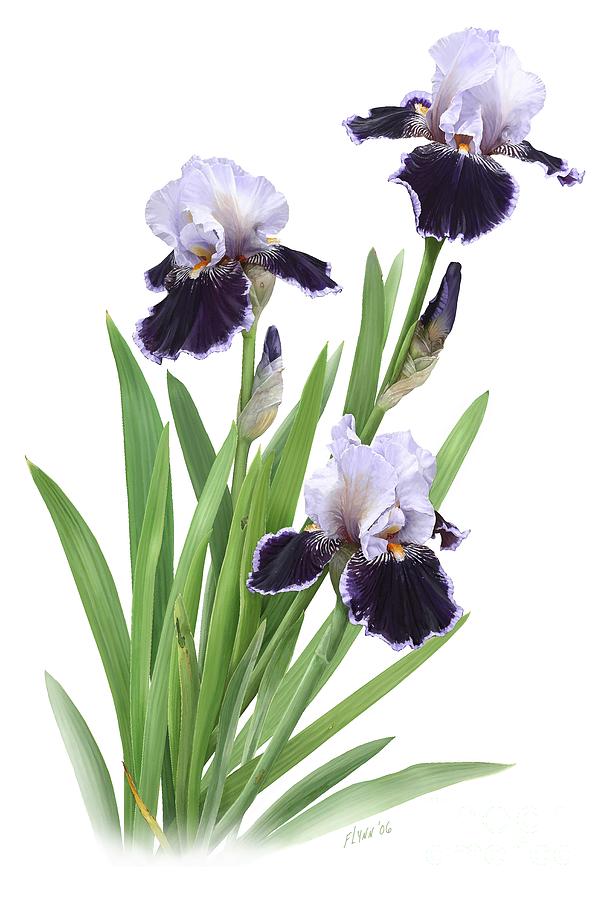 610x900 Bearded Iris Trio Painting By Artellus Artworks - Bearded Iris Painting