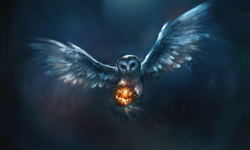 800x480 Beautiful Owl Artworks Free Amp Premium Templates - Beautiful Artwork Painting