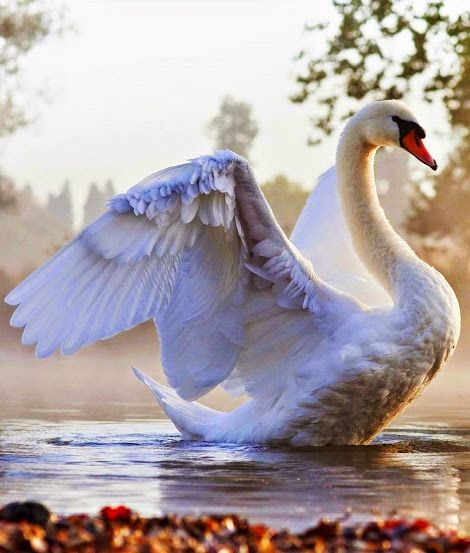 Beautiful Swan Painting