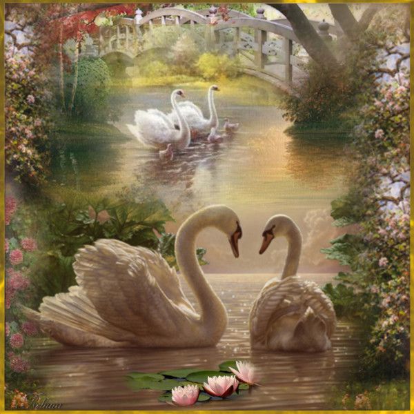 600x600 Beautiful Swans. By Reluna On Polyvore A Swanz Art - Beautiful Swan Painting