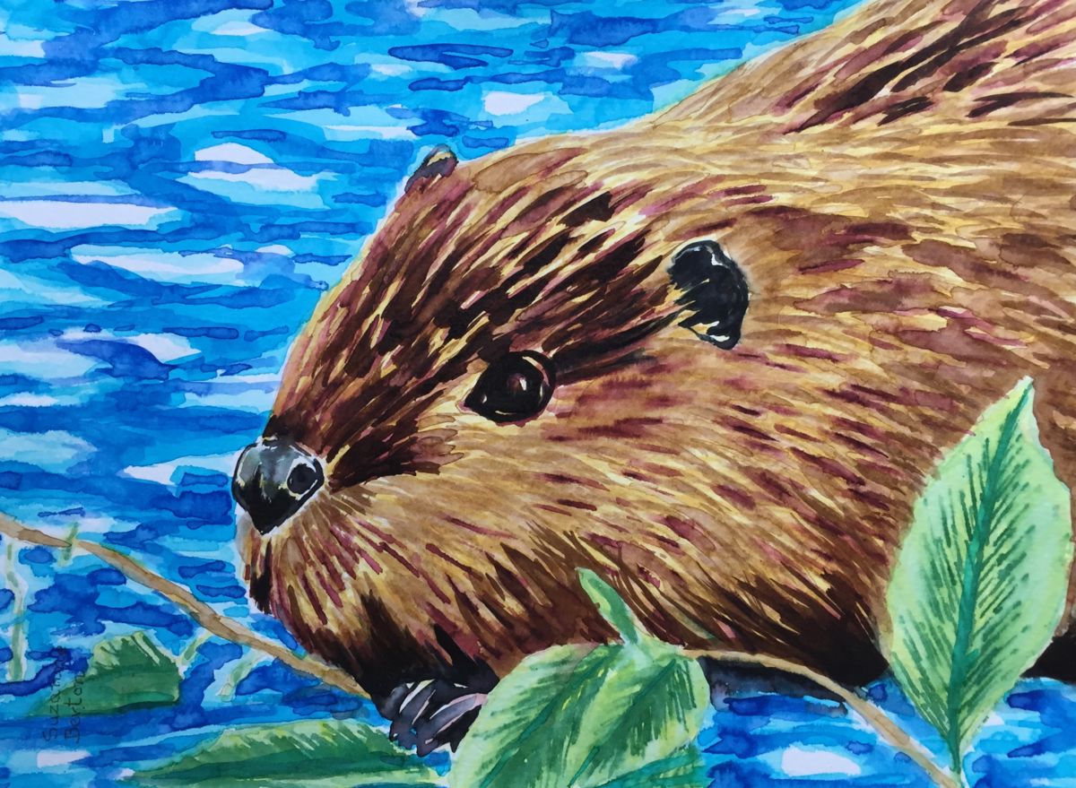1200x879 Beaver Up Close (Suzanne Berton) - Beaver Painting