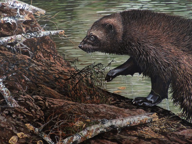 640x480 Jeff Cain Artwork Beaver Hunt Original Painting Other Animals Art - Beaver Painting